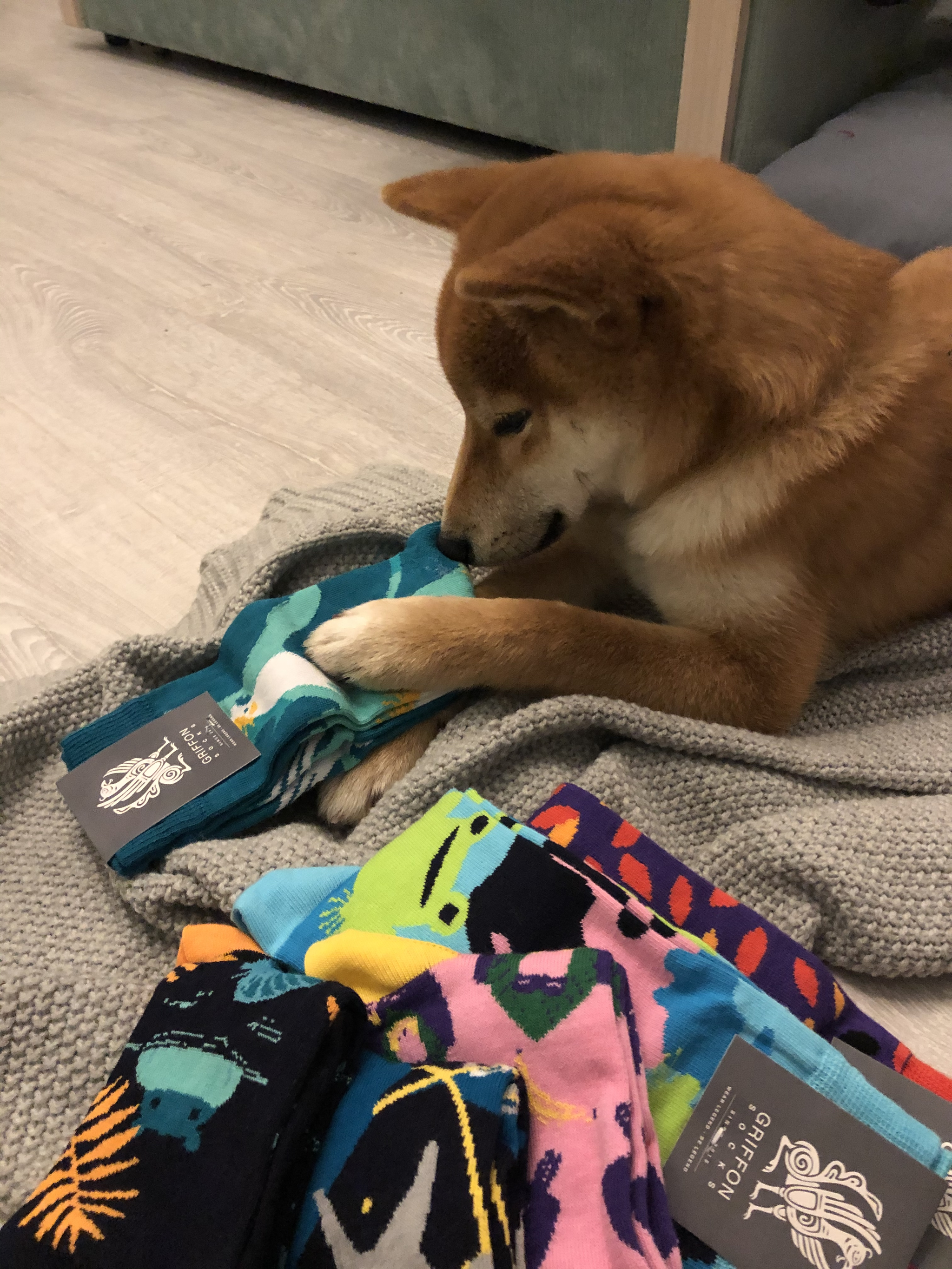 Anonymous Santa Claus: Sam is happy - My, Gift exchange, Secret Santa, Shiba Inu, Gift exchange report, Longpost