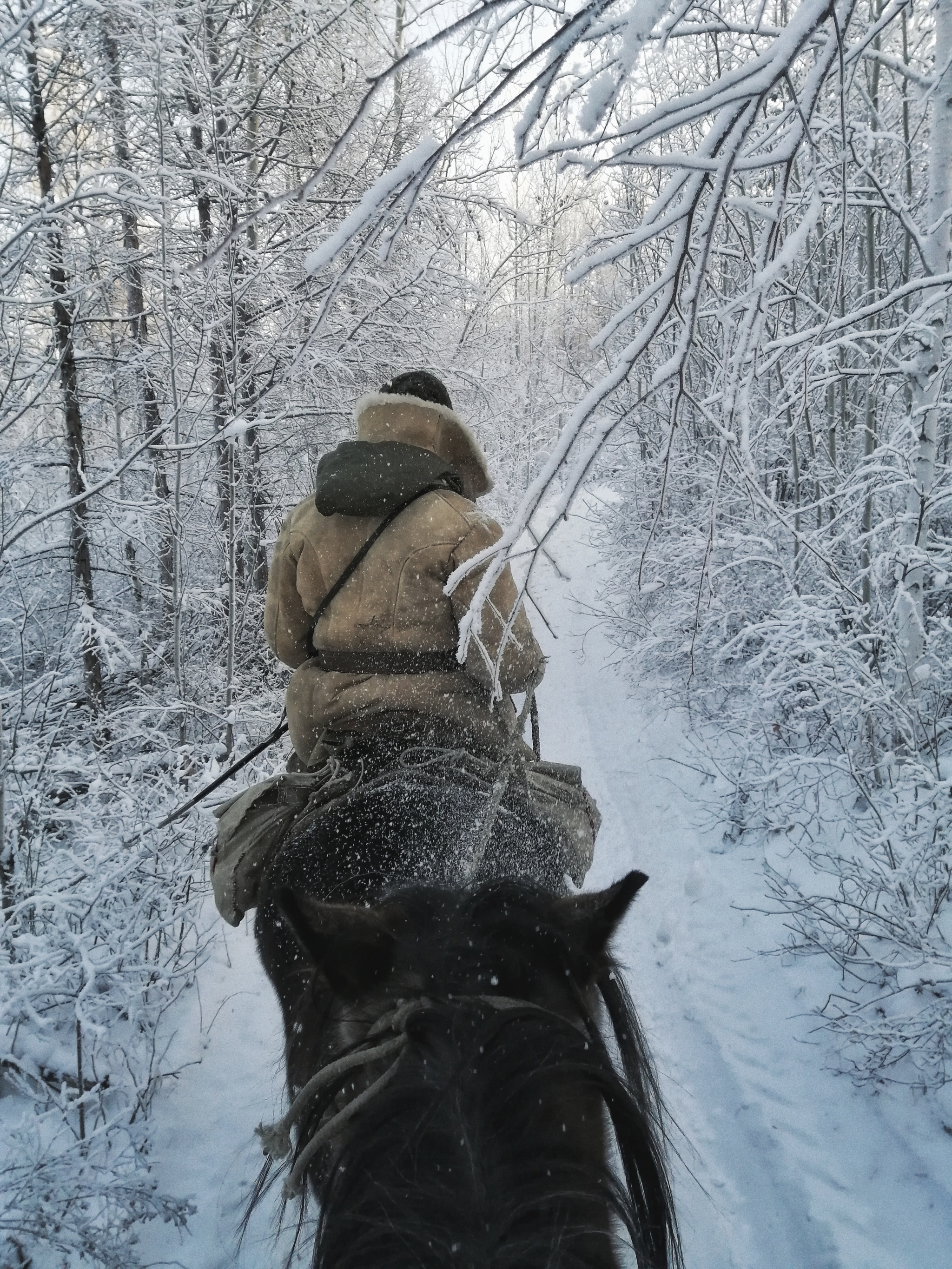 Horseback riding in the winter forest - My, People of Horses, Winter, Landscape, The photo