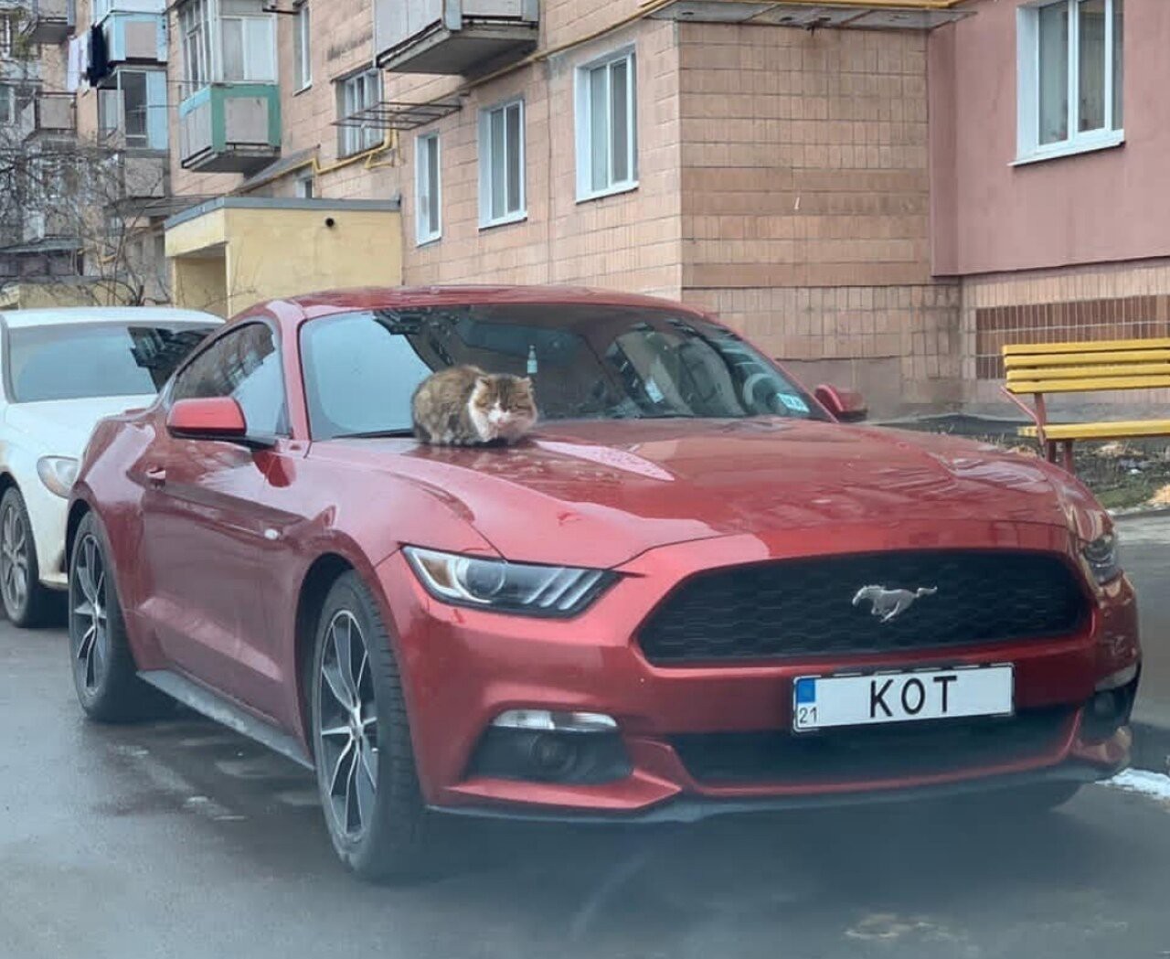 Meowed - cat, Auto, Mustang