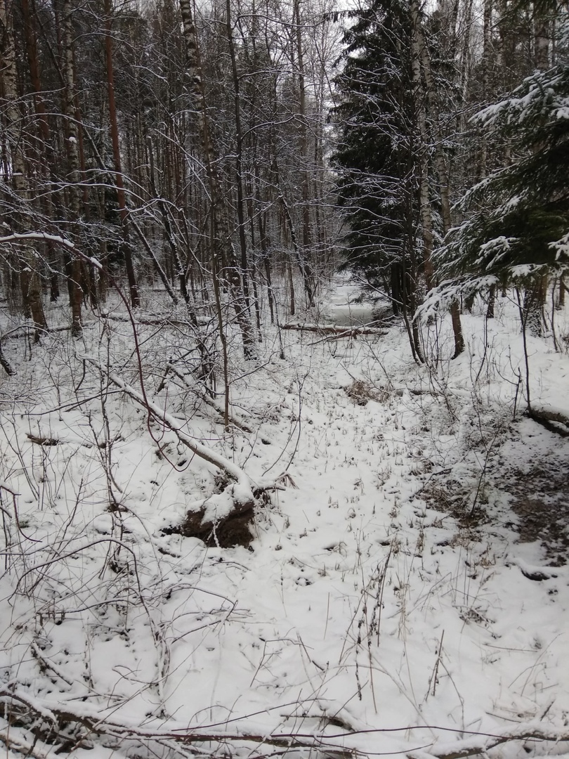 Gloomy forest beauties - My, Forest, The photo, A bike, Longpost