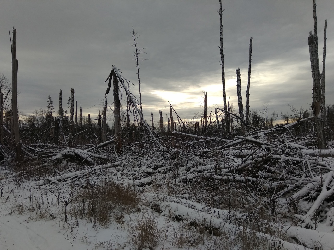 Gloomy forest beauties - My, Forest, The photo, A bike, Longpost