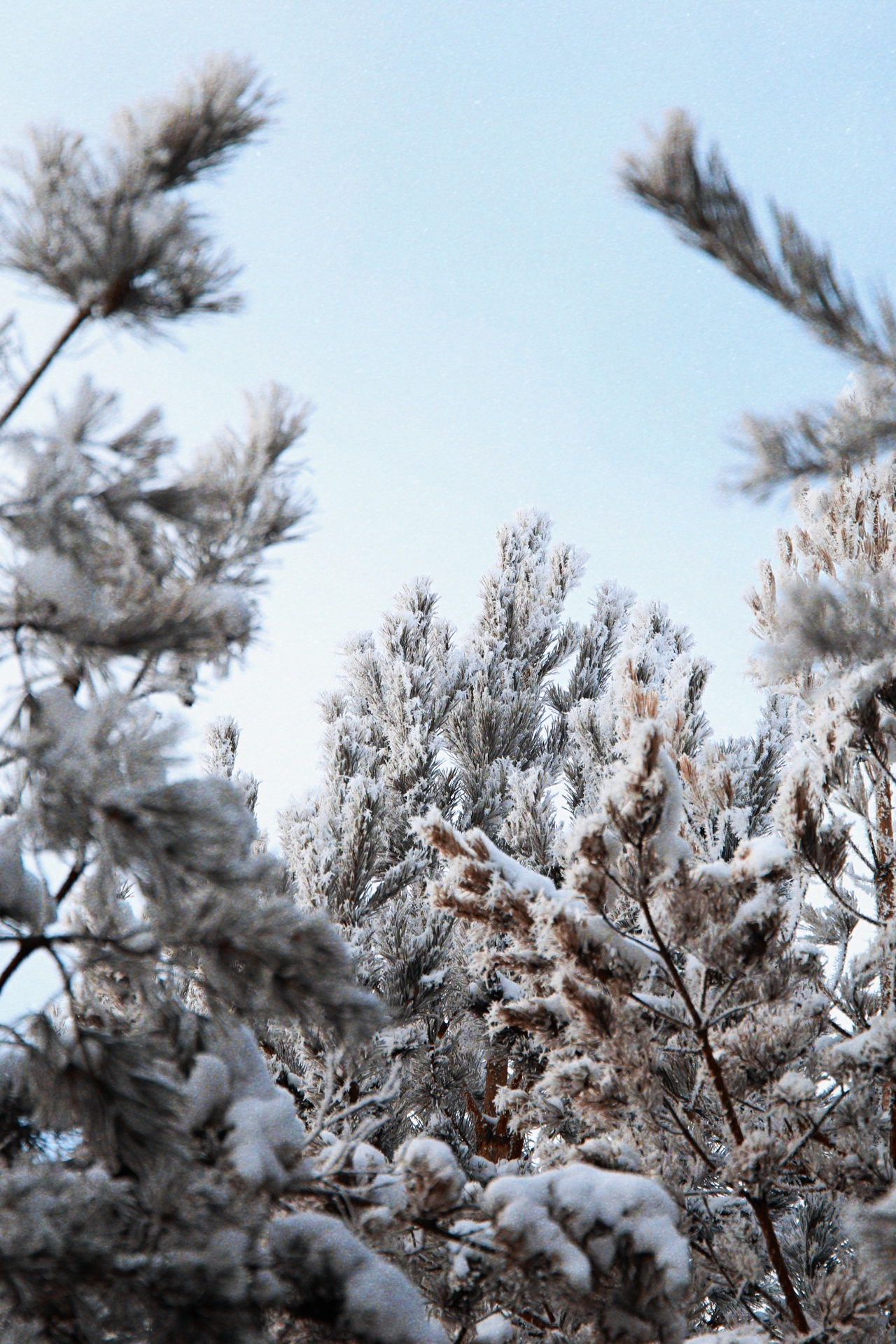 It's just frozen water - My, Winter, Canon, Longpost