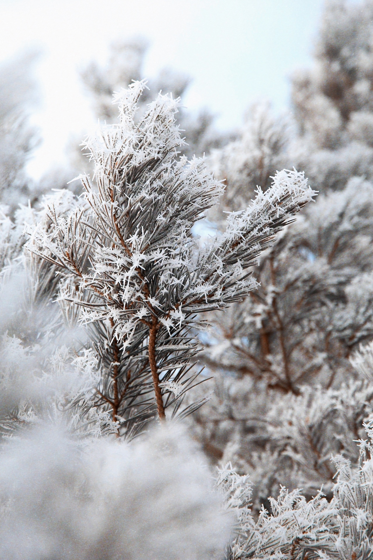 It's just frozen water - My, Winter, Canon, Longpost