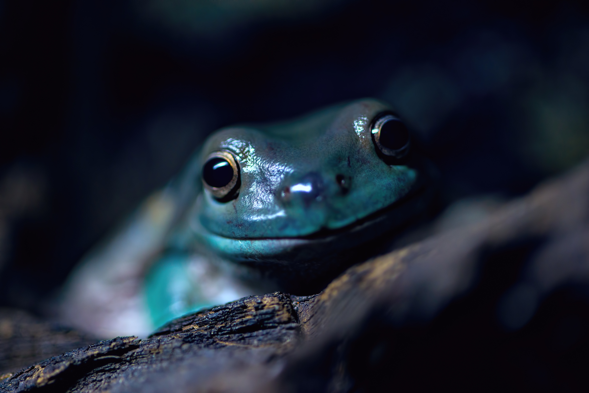 Proximity - My, friendship, Smile, Animals, Frogs, Eyes, The photo, Надежда