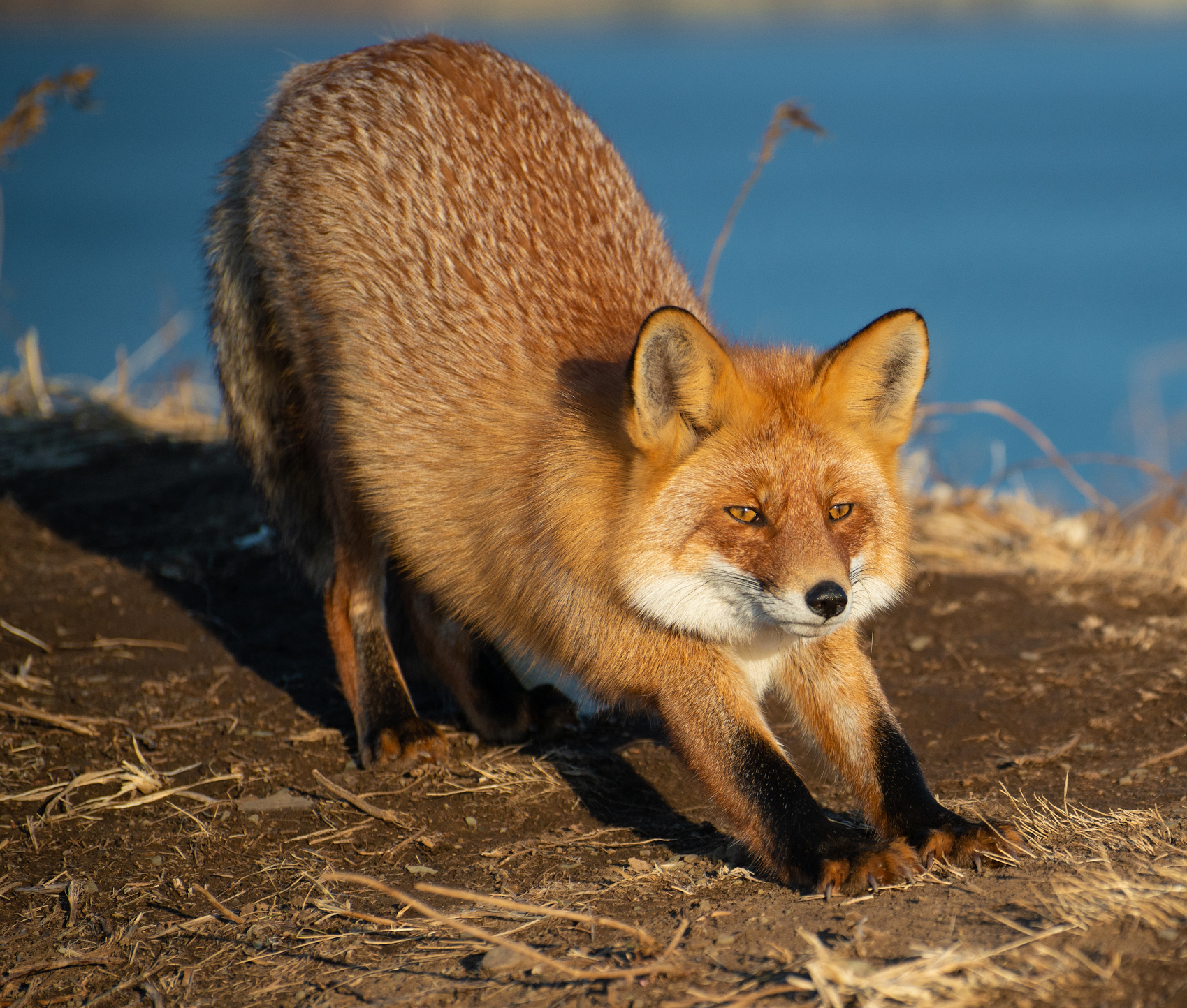 Foxes of Primorye - Fox, Primorsky Krai, Russian island, Longpost, Animals, The photo