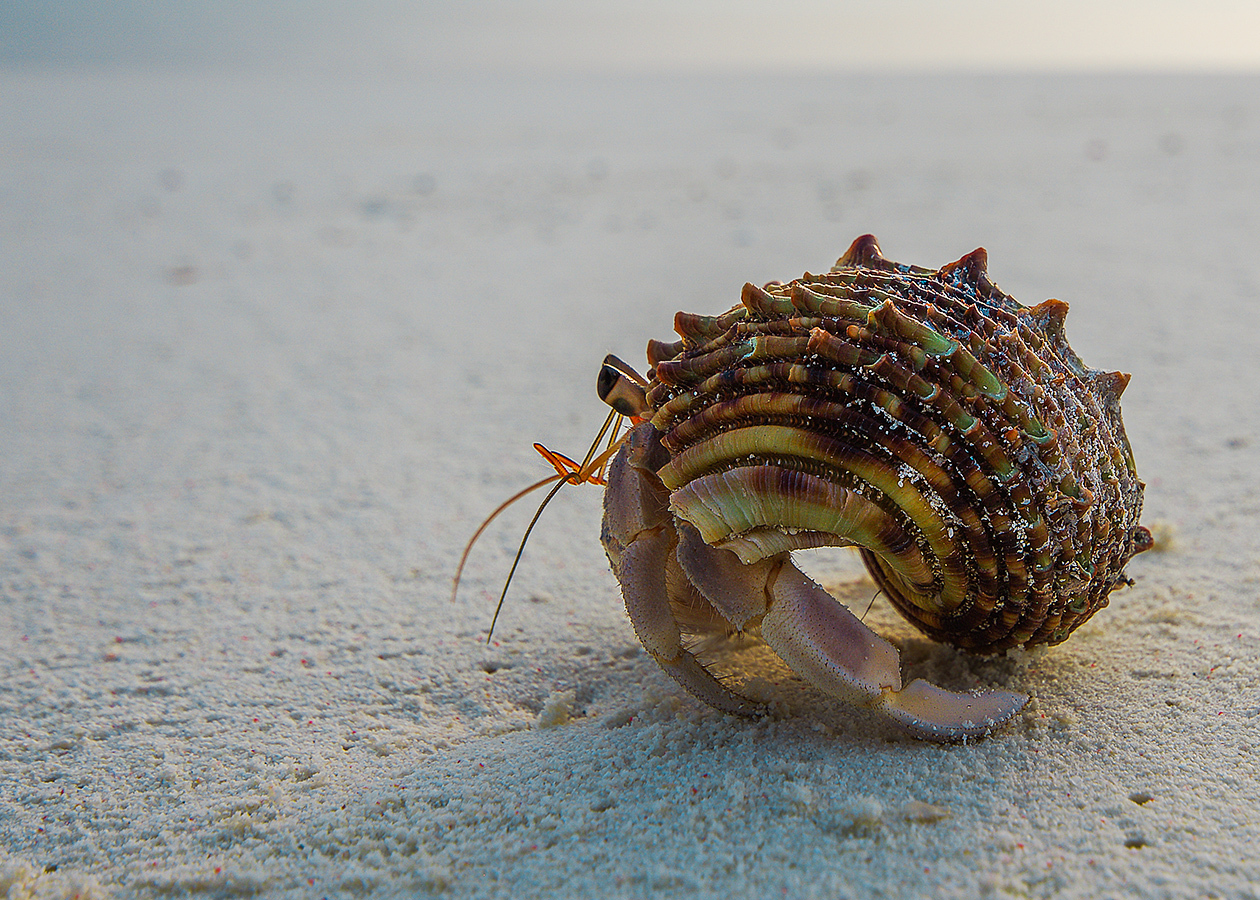 Strange colors of Fulhadhoo - My, Maldives, Travels, Landscape, The photo, Ocean, wildlife, Sunset, Family holiday, Longpost