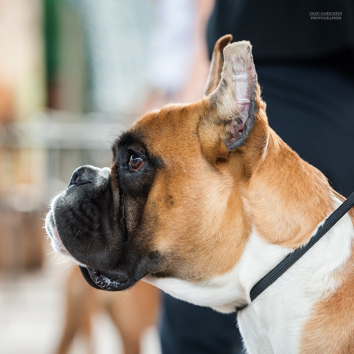 The first publication in the New Year is another series of reportage photographs from dog shows in the South of Russia. Enjoy watching and good mood - My, Dog, Dog show, Dogs and people, Dog lovers, Dog days, Animalistics, Longpost