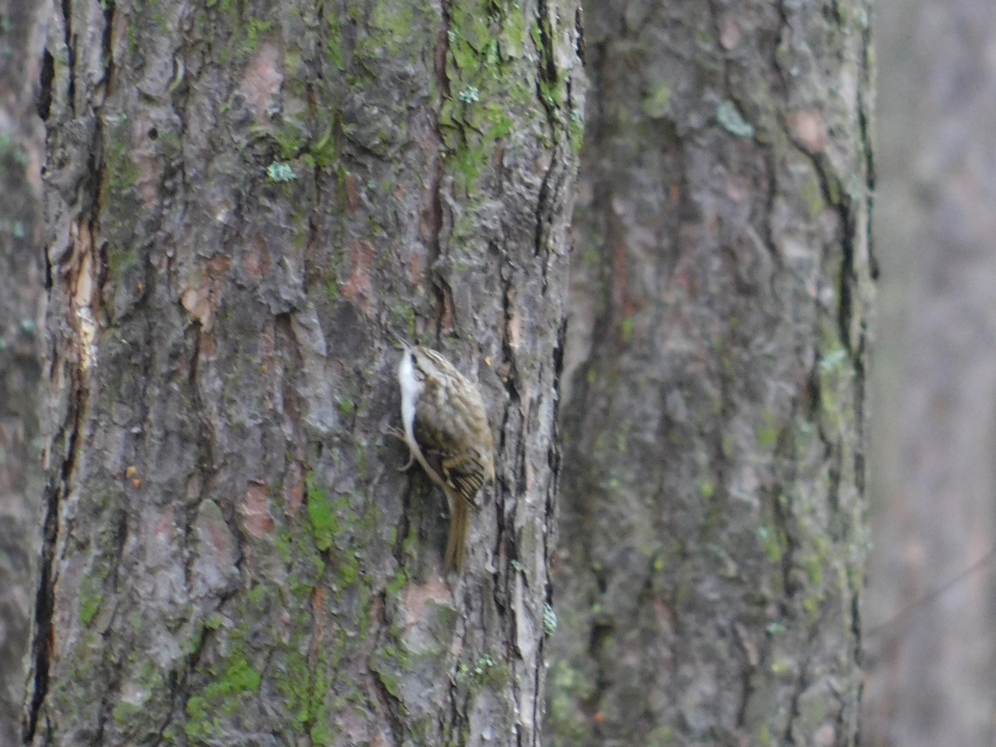 Pika in Sosnovka park. 02/10/2020 - My, Pika, Birds, Bird watching, Saint Petersburg, Sosnovka Park, Ornithology, Video, Longpost