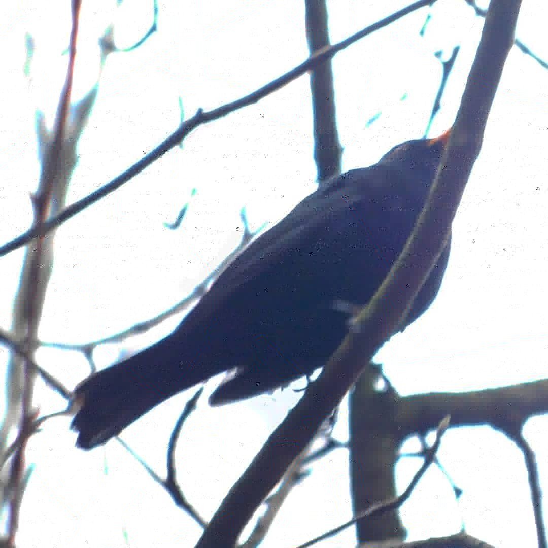 Blackbird in Sosnovka. 01/01/2020 - My, Thrush, Birds, Sosnovka Park, Saint Petersburg, Bird watching, Ornithology, Longpost