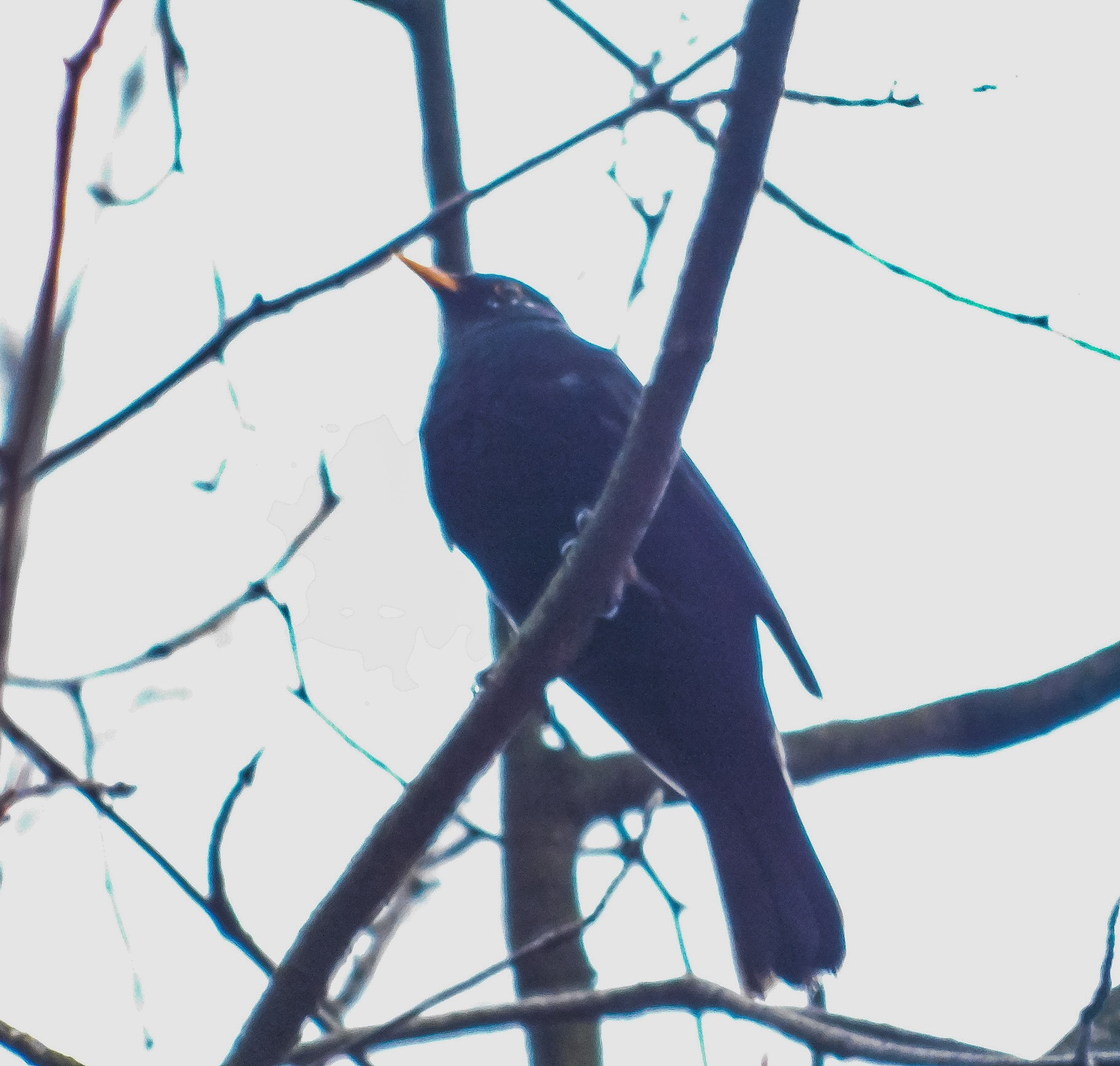 Blackbird in Sosnovka. 01/01/2020 - My, Thrush, Birds, Sosnovka Park, Saint Petersburg, Bird watching, Ornithology, Longpost