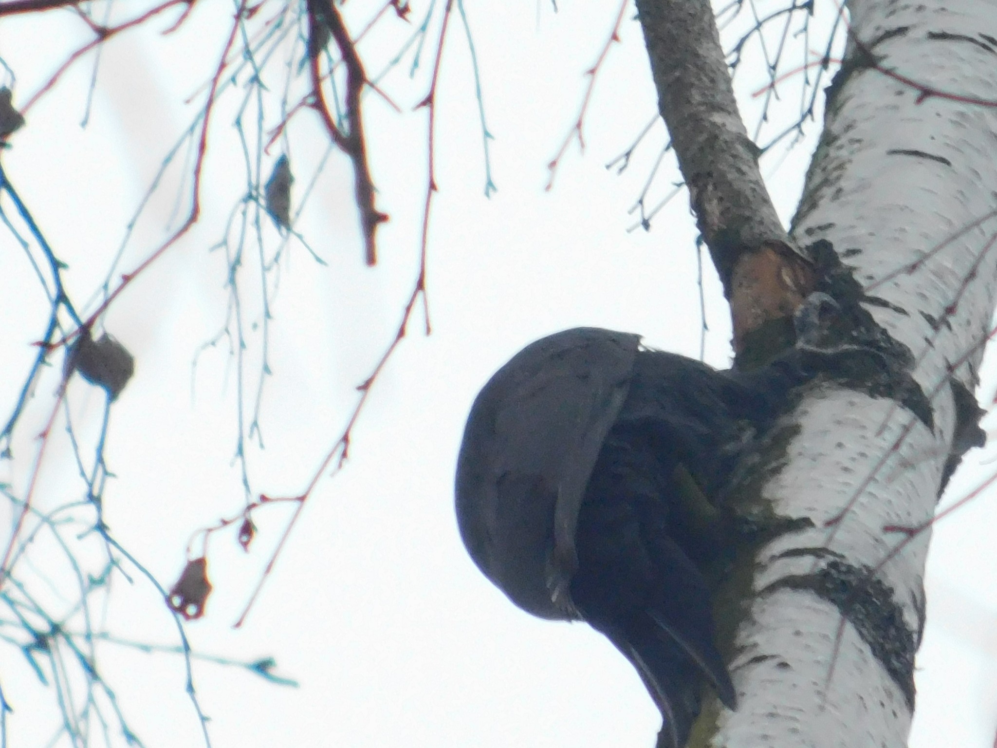 Zhelna in Sosnovka Park. 01/10/2020 - My, Woodpecker yellow, Sosnovka Park, Saint Petersburg, Bird watching, Ornithology, Birds, Video, Longpost, Woodpeckers