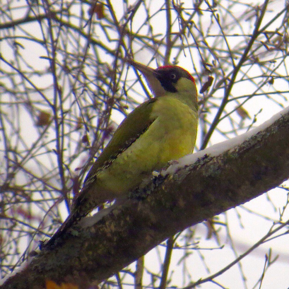 First post - My, Birds, Ornithology, Woodpeckers, Photo hunting, Nature, The nature of Russia, Schelkovo, Longpost