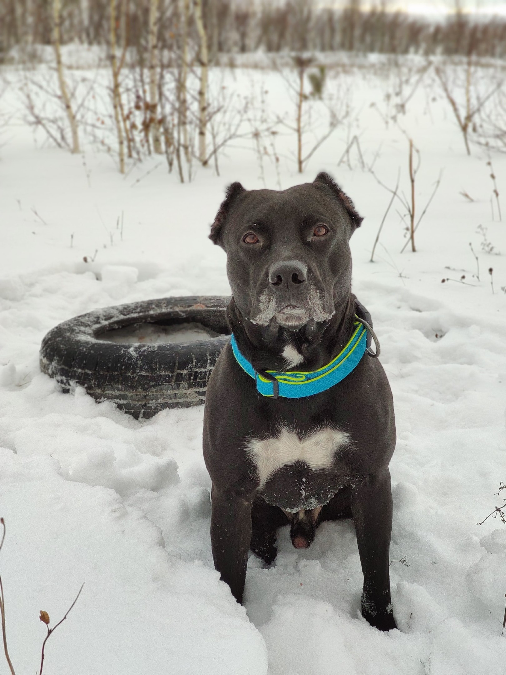 Strong look - My, Dog, Friend, Richard, Chelyabinsk