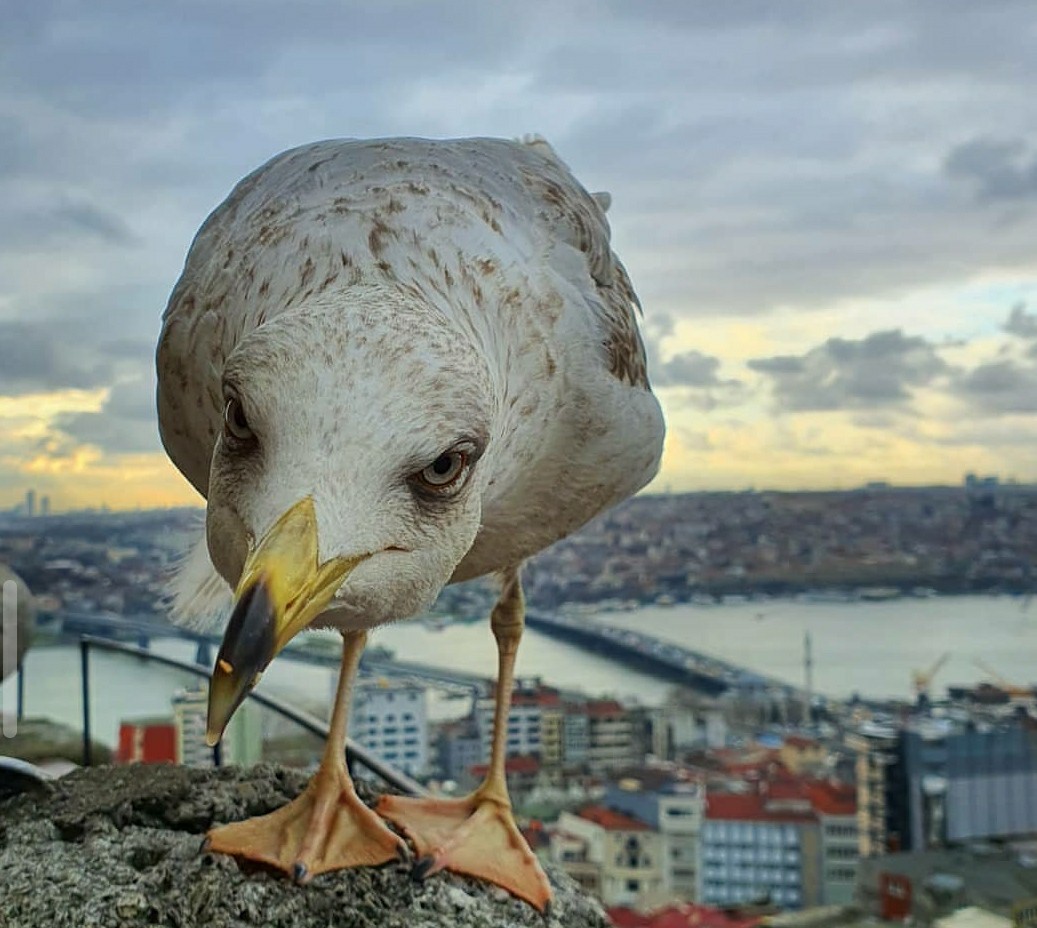 Yes, damn it! - Instagrammers, Birds, Seagulls