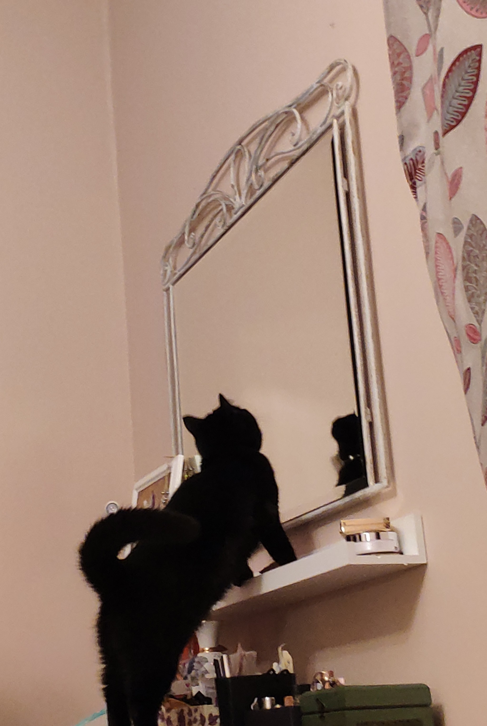 Girls are such girls - My, cat, Mirror, Girl, Reflection