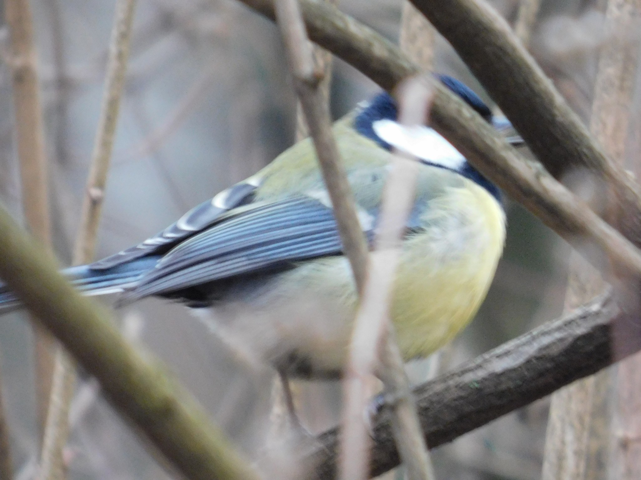 Bolshak or great tit. Specific Park. 01/13/2020 - My, Ornithology, Bird watching, Tit, Birds, Specific Park, Saint Petersburg, Video, Longpost