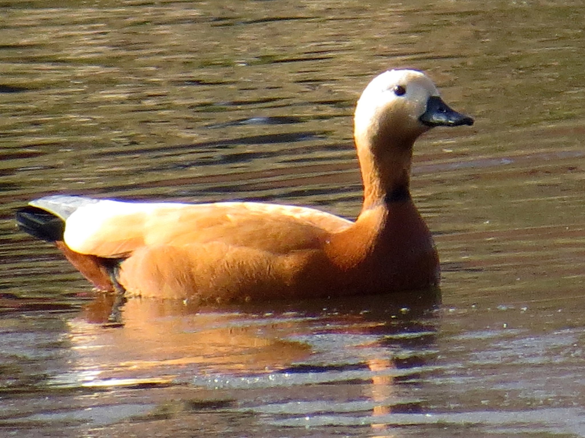 Ogar. Waterfowl firebird - My, Birds, Ornithology, Schelkovo, Photo hunting, Walk, Duck, Longpost