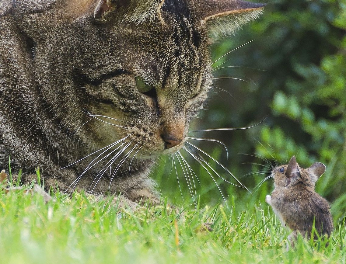 Dormammu, I came to negotiate... - cat, Mouse, The photo