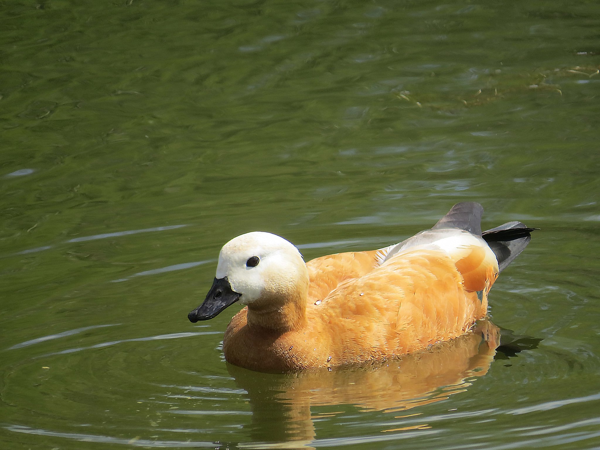 Ogar. Waterfowl firebird - My, Birds, Ornithology, Schelkovo, Photo hunting, Walk, Duck, Longpost