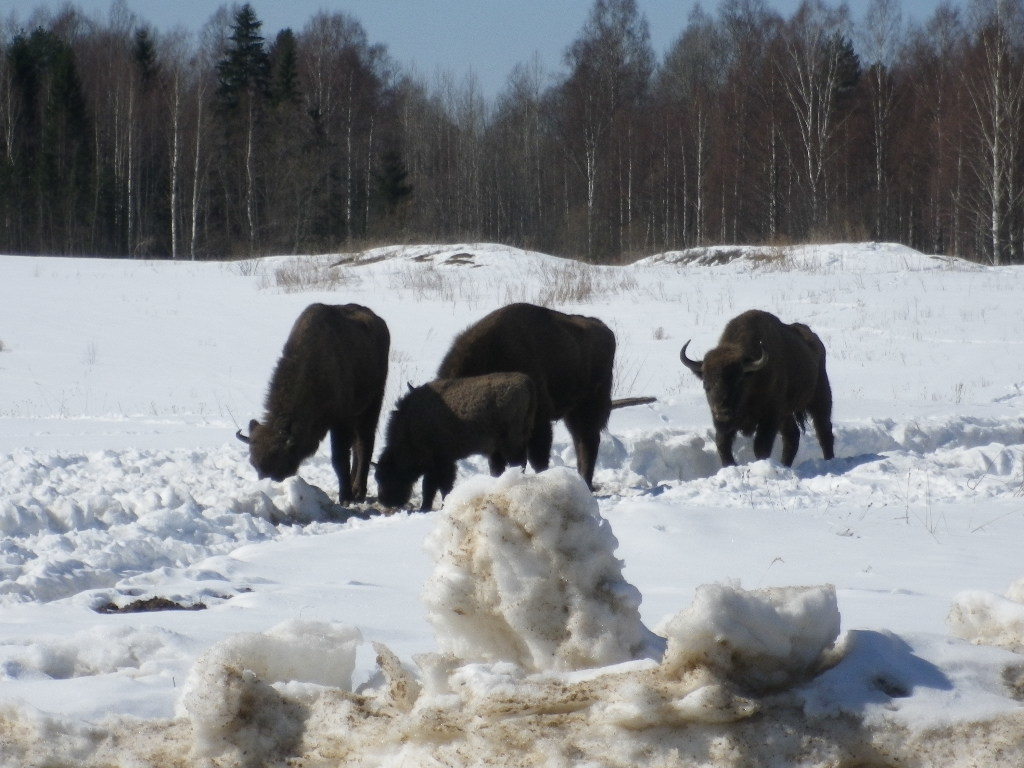 bison - My, Photo on sneaker, Bison, wildlife, Longpost