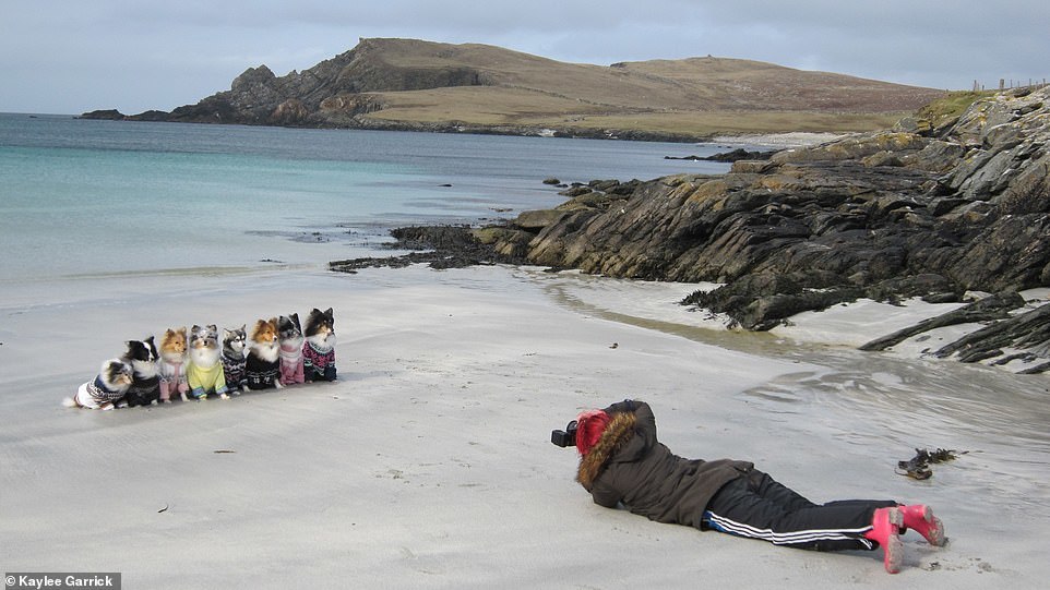 A Scottish woman created a calendar with the help of her obedient dogs. - Dog, The photo, Longpost