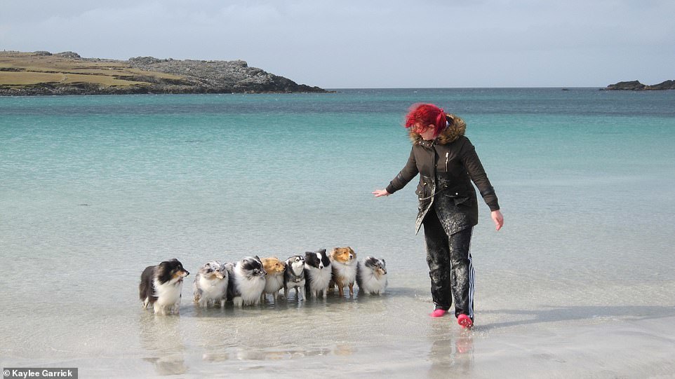 A Scottish woman created a calendar with the help of her obedient dogs. - Dog, The photo, Longpost