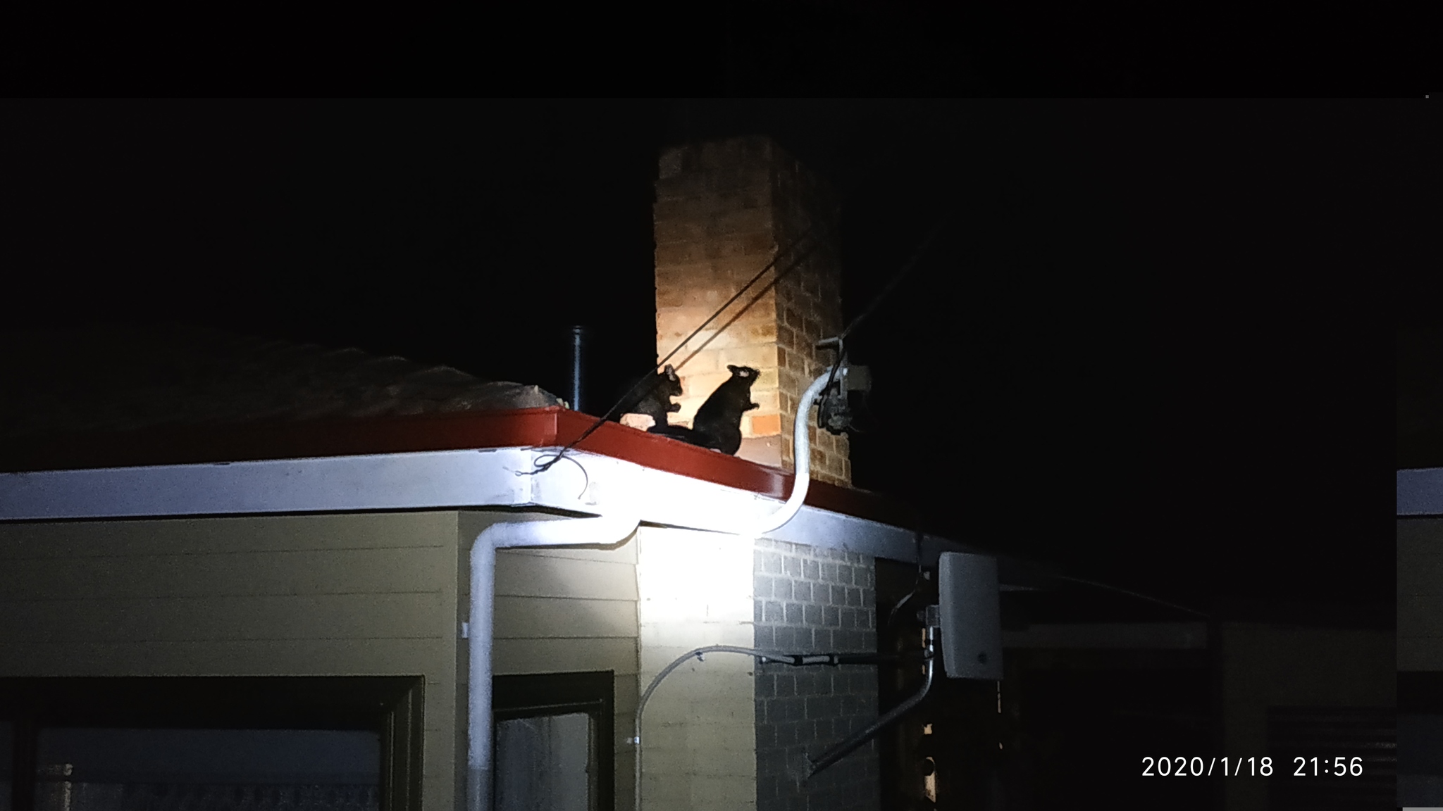 Possums on the roof - My, Australia, Tasmania, Possum, Roof, Longpost