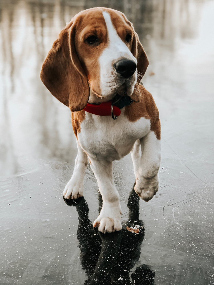 The beauty of beagles - My, Dog, Beagle, Pose, Photo on sneaker, Mobile photography, Portrait, Longpost