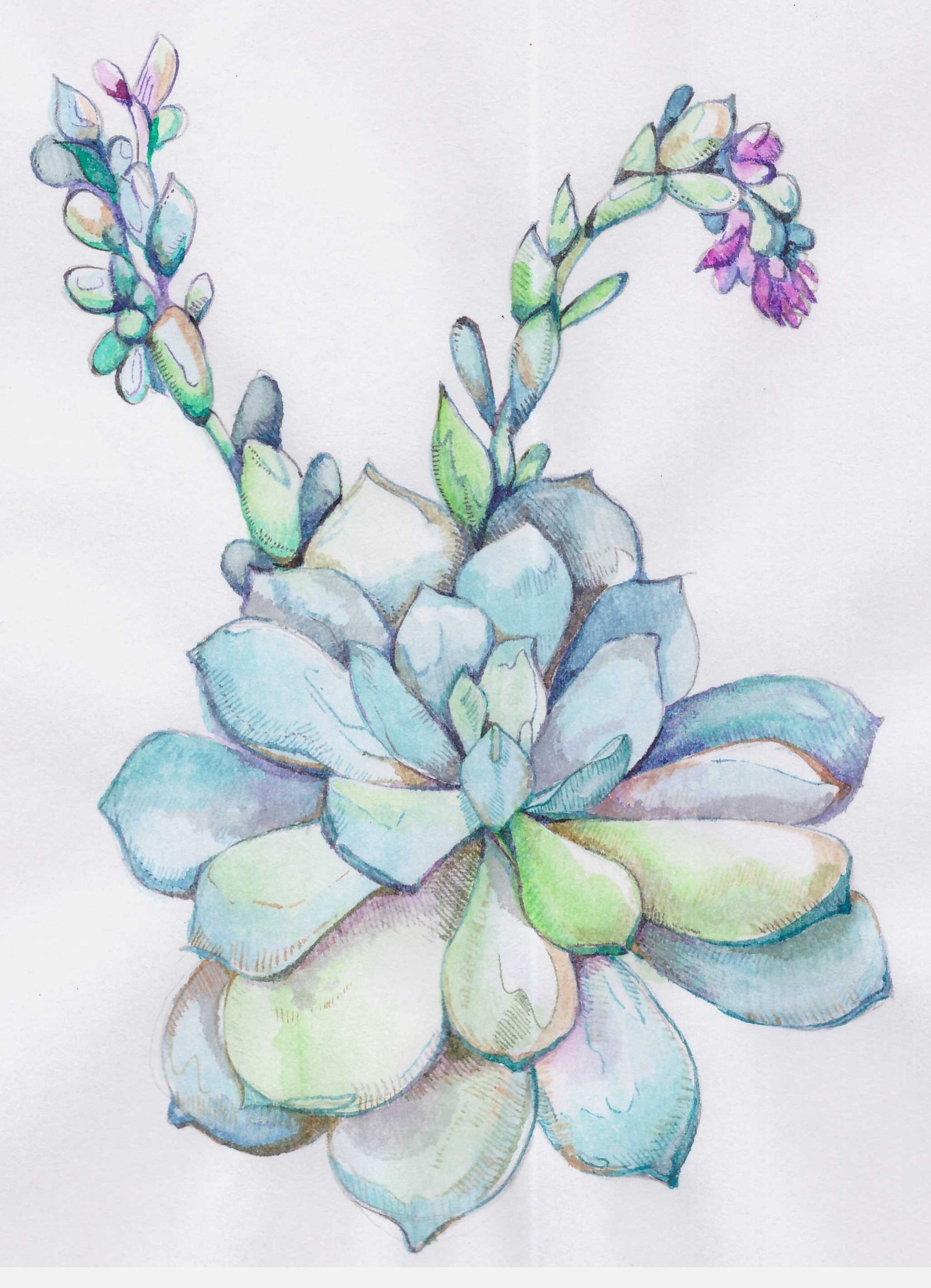 Kalyaki-malyaki - My, Watercolor, Rat, French Bulldog, Dog, Drawing, Longpost, Animals, Animalistics, Flowers