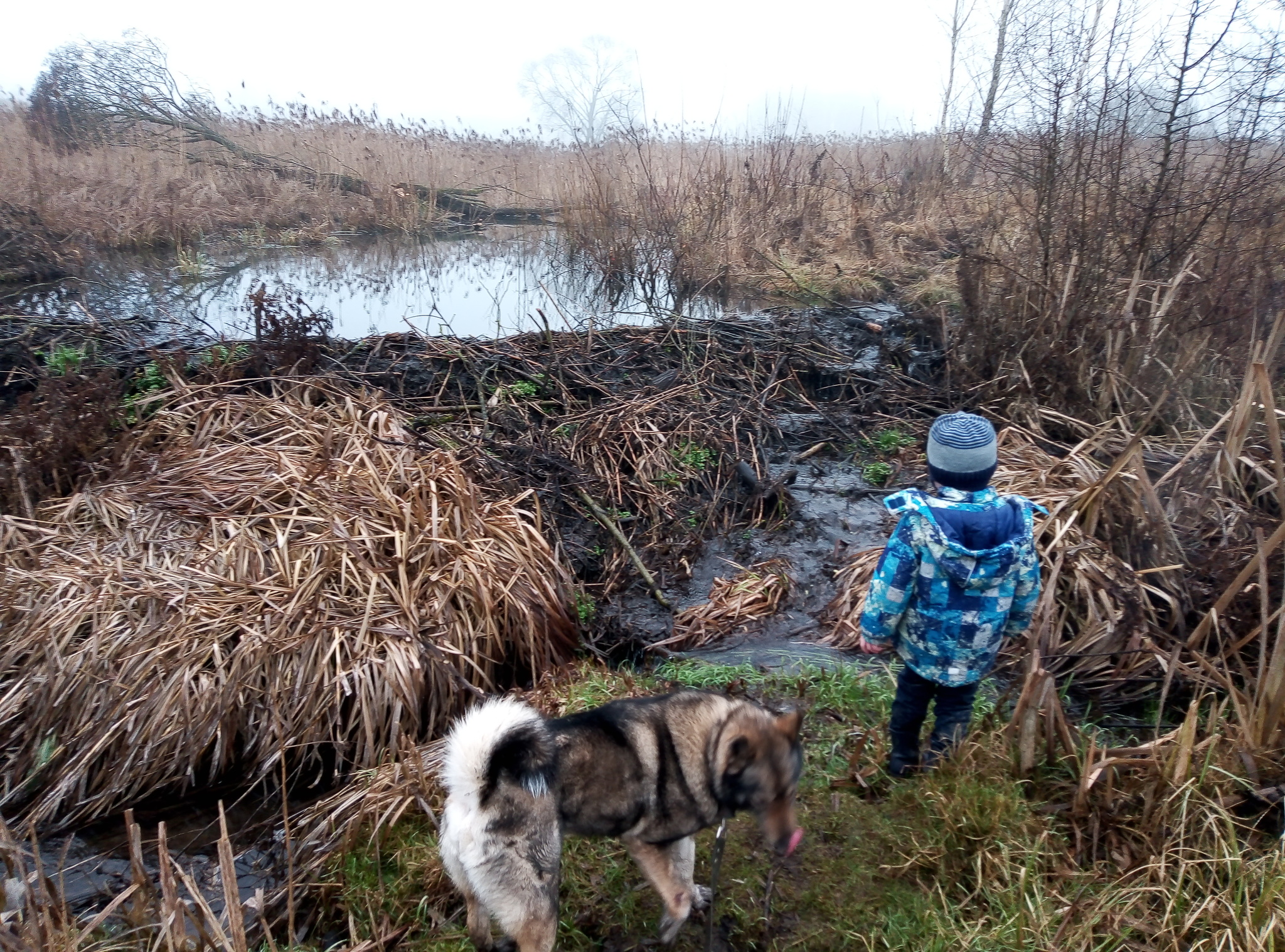 Beavers and Bobruisk - My, Beavers, Bobruisk, Mat, Beaver Hut