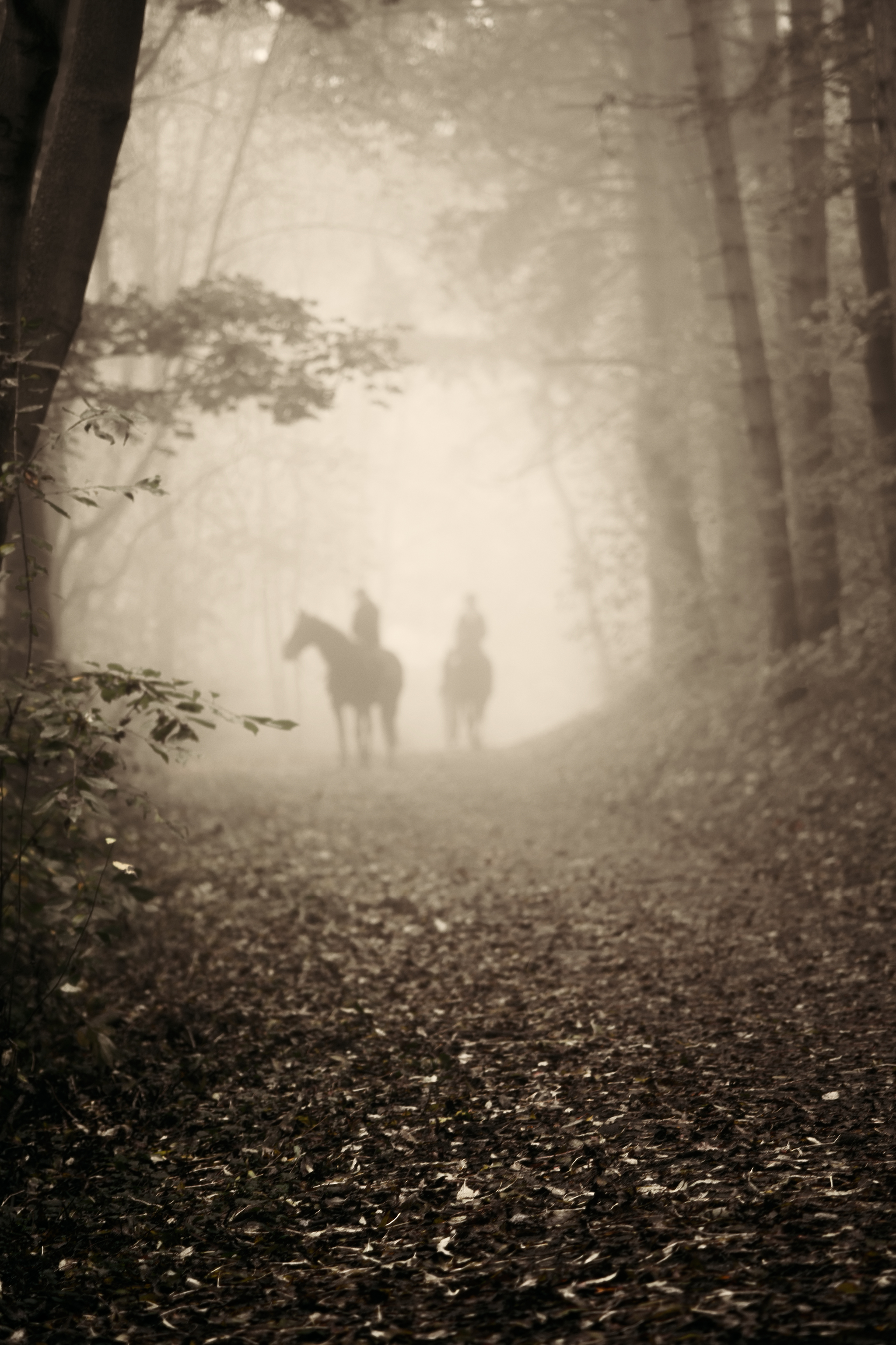 Roads running into the distance. I can't take my eyes off them - My, Prague, Fog, Nature, Forest, Landscape, Road, Atmospheric, Space, Longpost