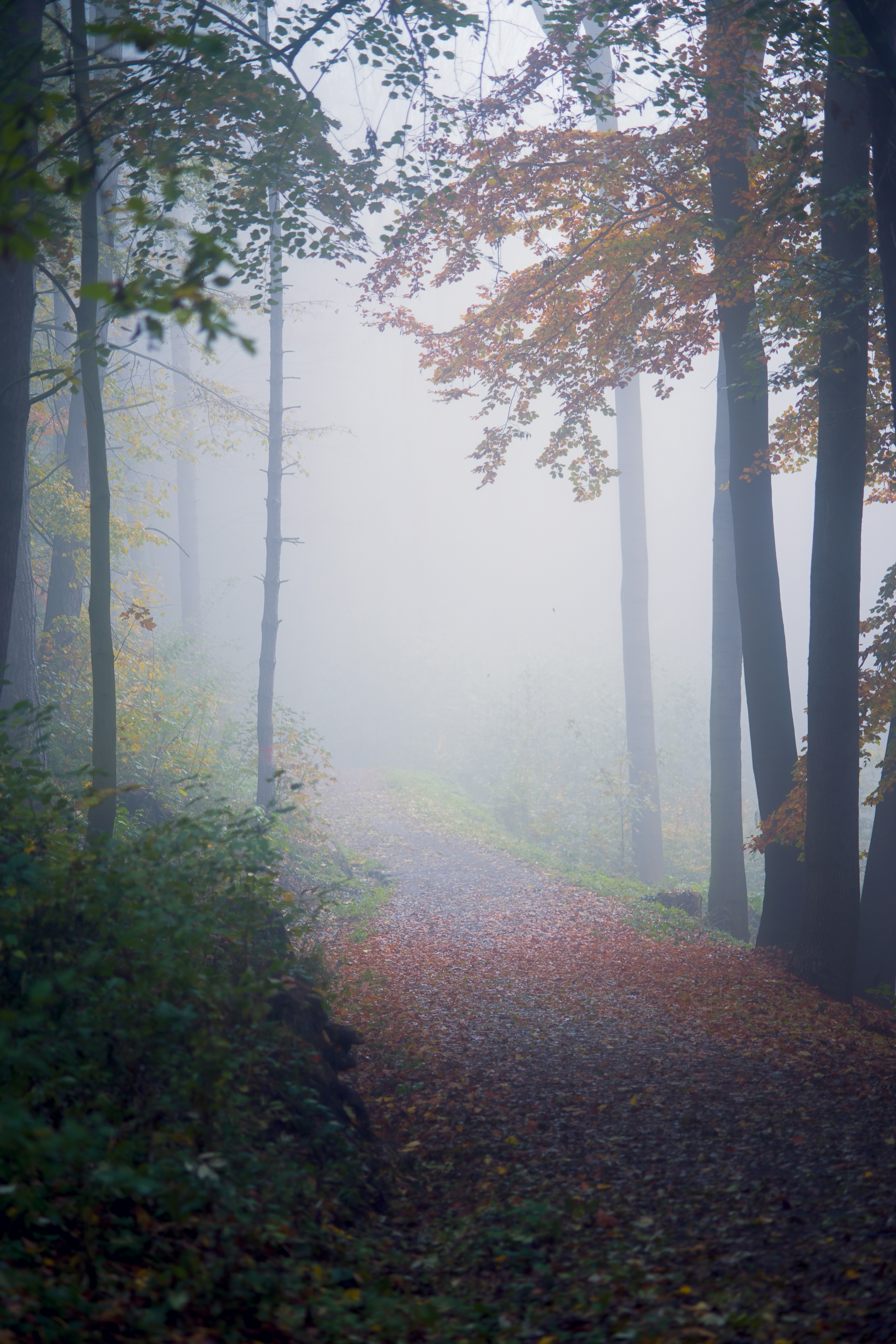 Roads running into the distance. I can't take my eyes off them - My, Prague, Fog, Nature, Forest, Landscape, Road, Atmospheric, Space, Longpost