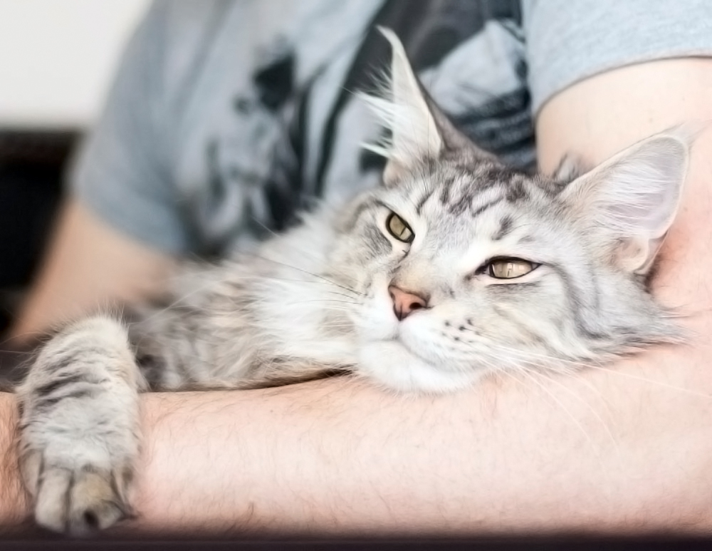 9 Features of Maine Coons - cat, Maine Coon, Longpost