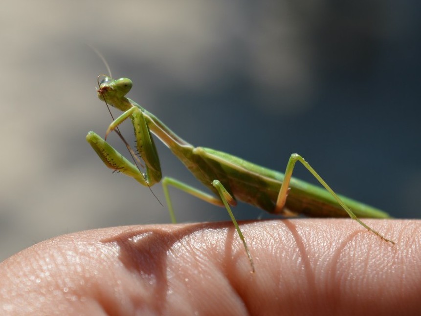 Bugs - My, The photo, Insects, Beginning photographer, Longpost