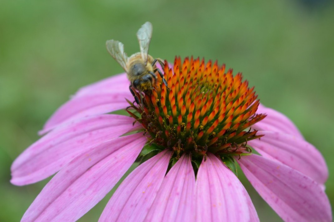 Bugs - My, The photo, Insects, Beginning photographer, Longpost