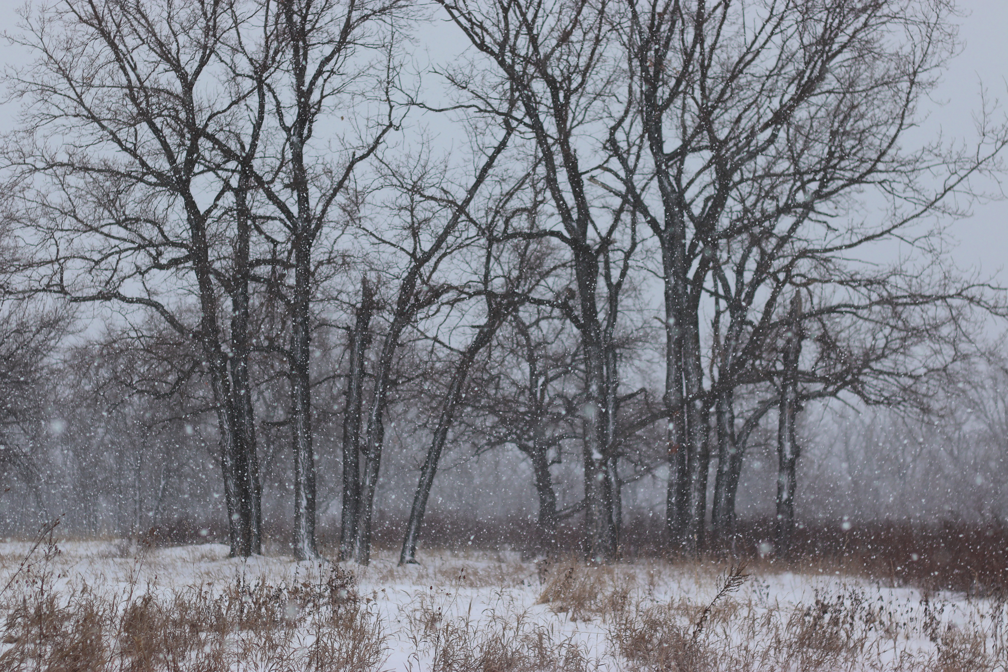 Snowfall on the embankment - My, The photo, Nature, Snow, Winter, Forest, Tolyatti