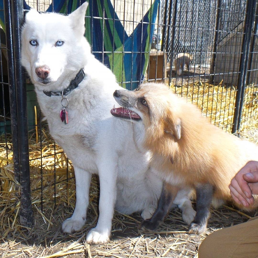 - Hear white. It's a sure thing, the boys said there were a lot of tasty things in that refrigerator ^.^ - Fox, Dog, Animals, The photo