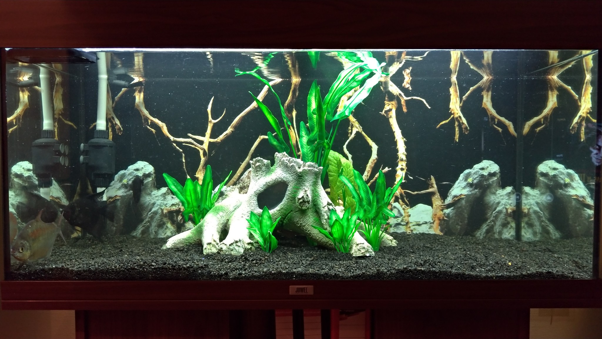 Updated interior - My, Aquarium, Aquarium plants, Aqua design