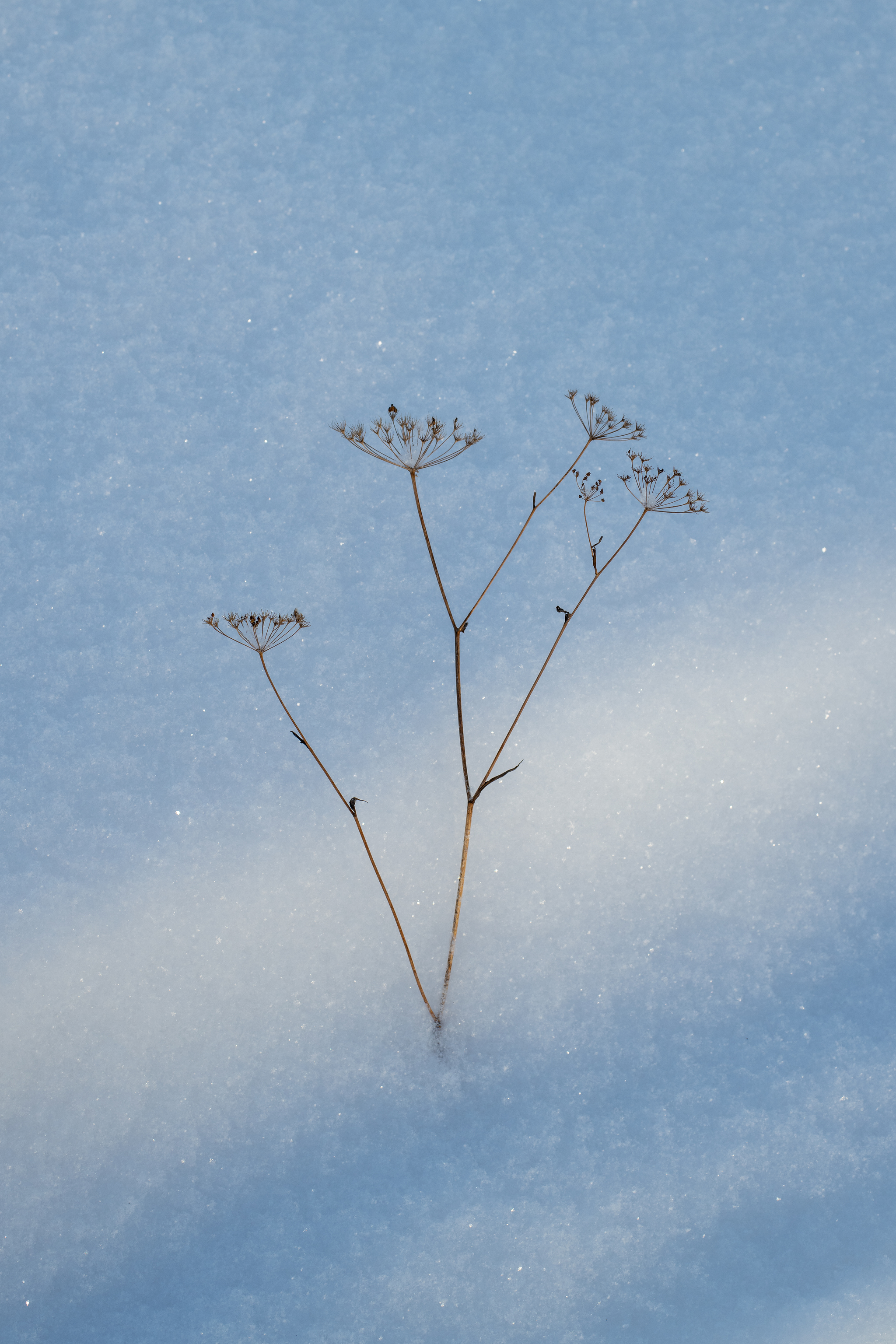 Trip to the Novosibirsk region - My, Forest, River, Track, Winter, Siberia, Novosibirsk region, Ordynskoye, Nikon d850, Longpost