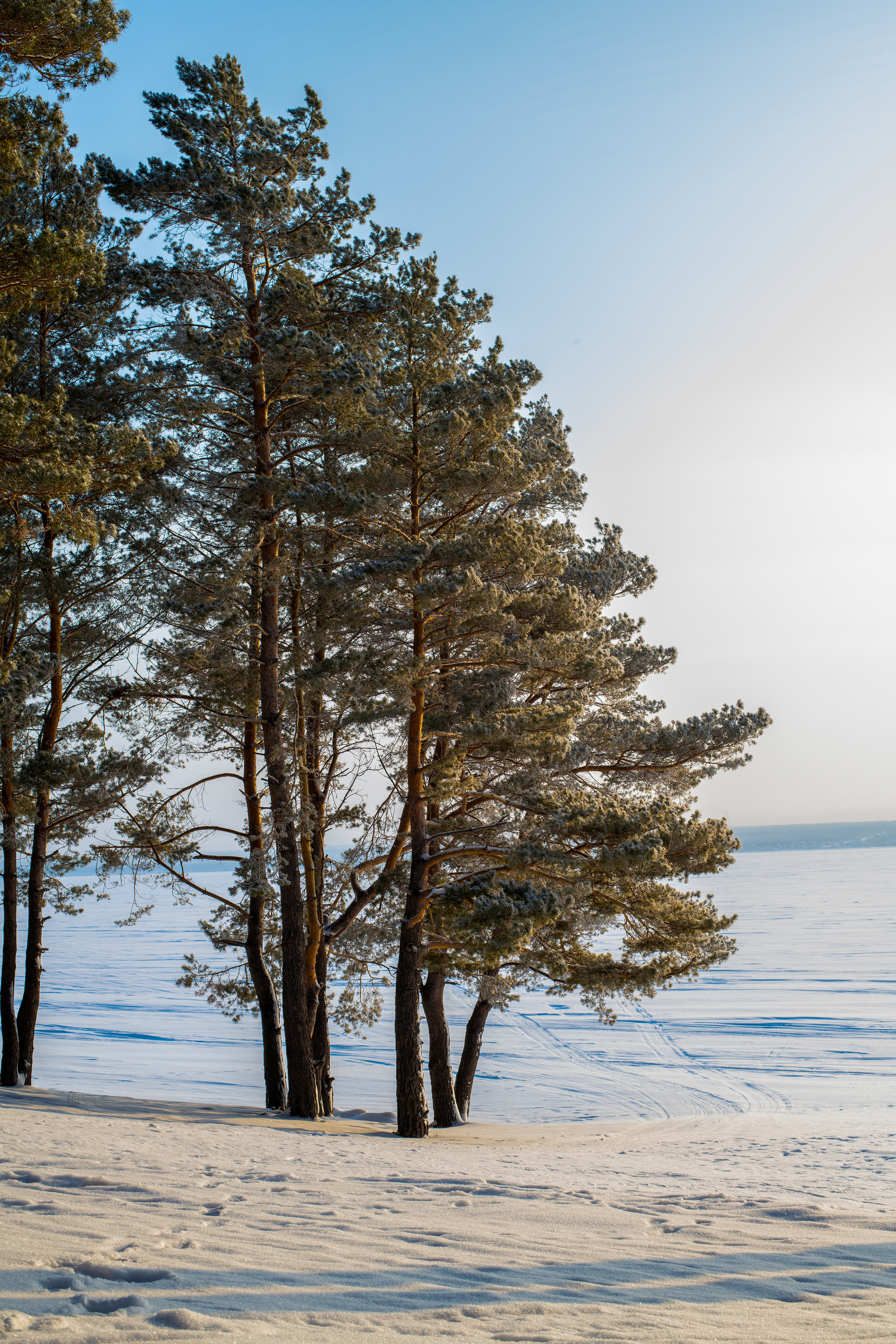 Trip to the Novosibirsk region - My, Forest, River, Track, Winter, Siberia, Novosibirsk region, Ordynskoye, Nikon d850, Longpost