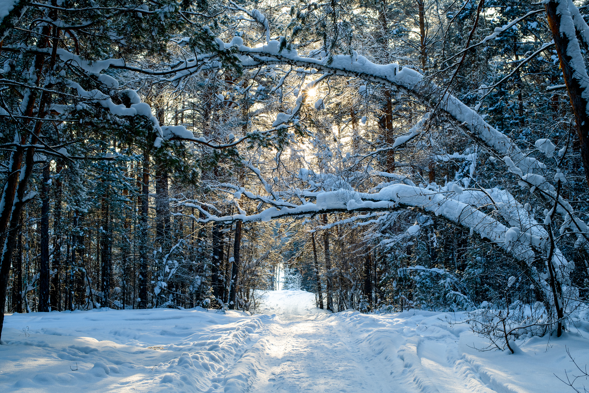 Trip to the Novosibirsk region - My, Forest, River, Track, Winter, Siberia, Novosibirsk region, Ordynskoye, Nikon d850, Longpost