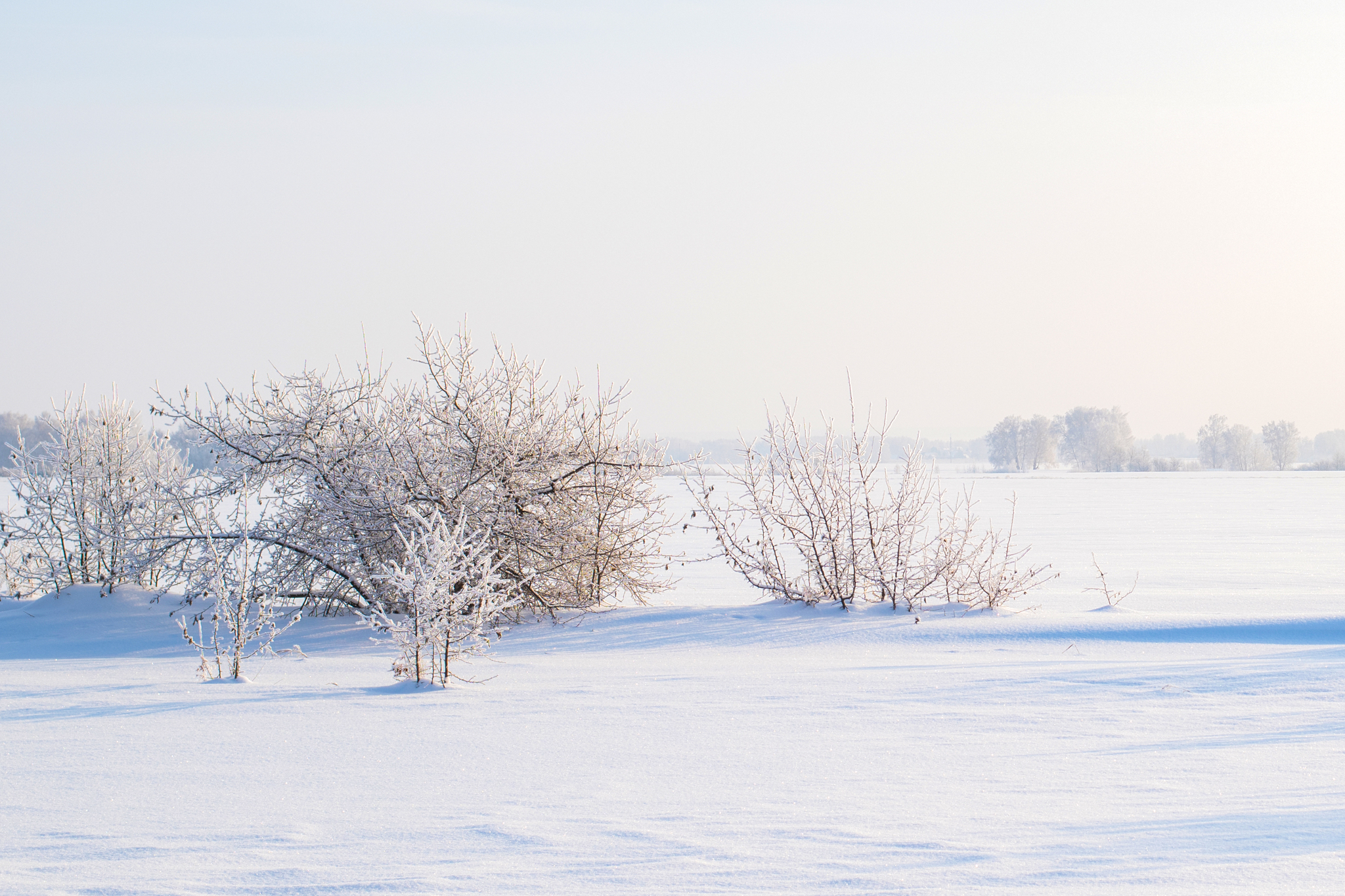 Trip to the Novosibirsk region - My, Forest, River, Track, Winter, Siberia, Novosibirsk region, Ordynskoye, Nikon d850, Longpost