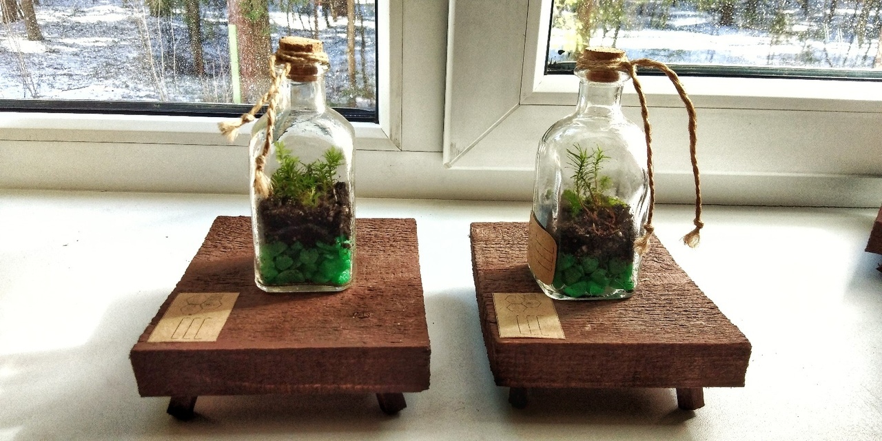 On the topic of closed biospheres 2 - My, Plants, With your own hands, Garden in a Bottle