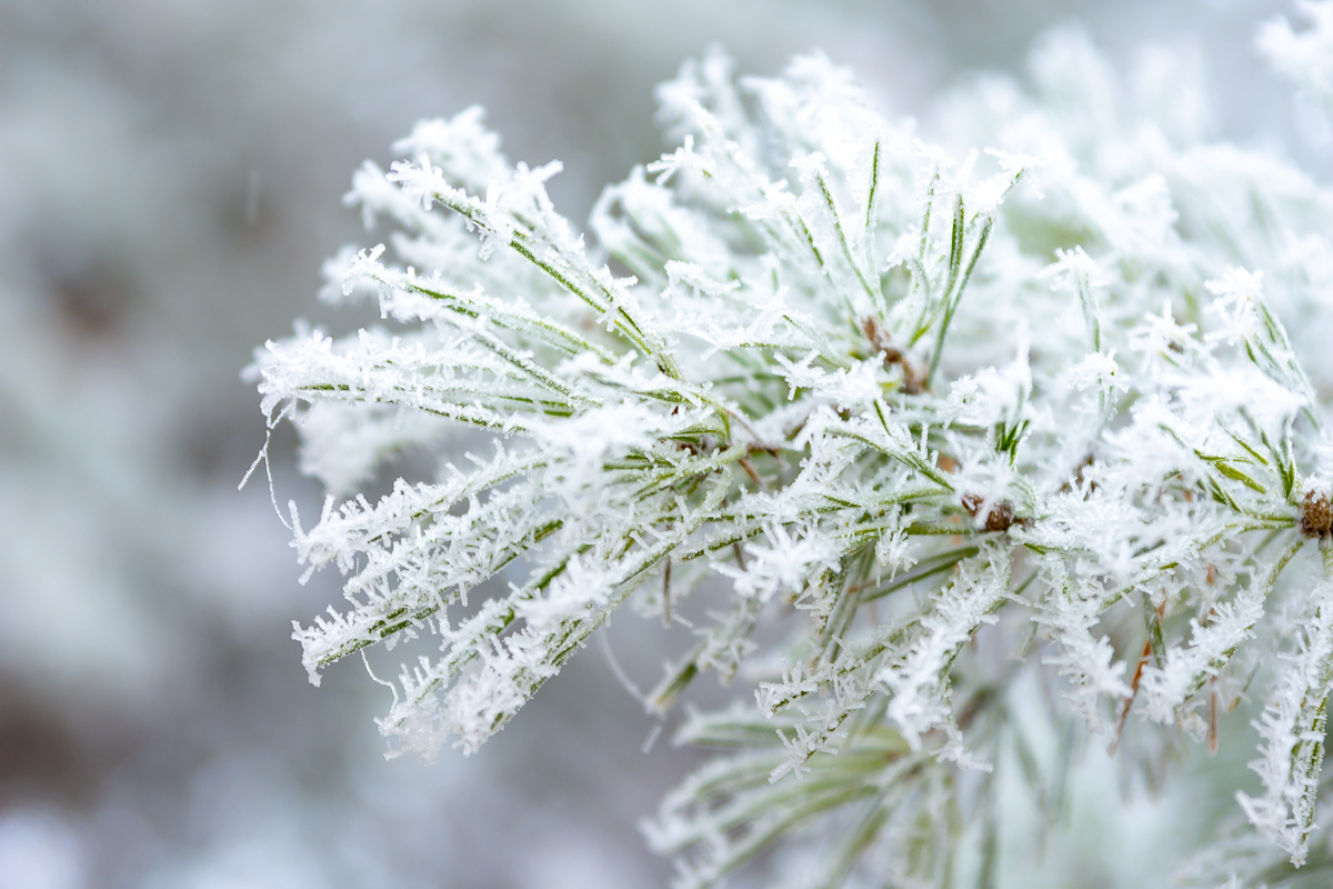 First snow - My, Nikon d7200, Poltava, Longpost