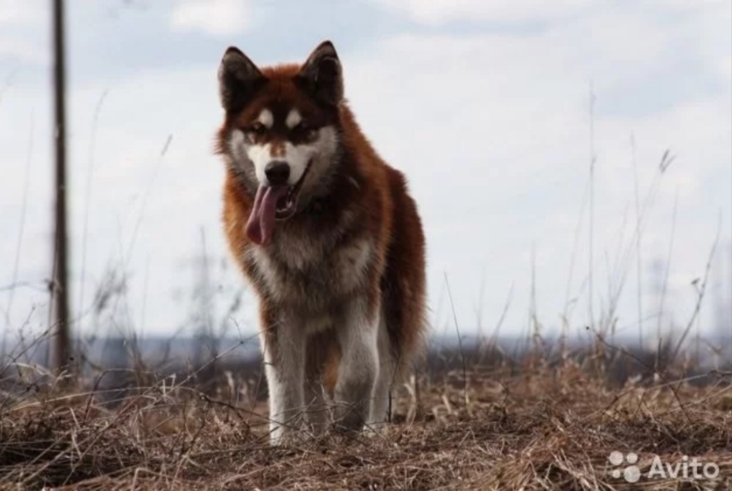 Lilu - Alaskan Malamute in our pack, part 1 - My, The photo, Dog, Alaskan Malamute, Laika, Winter, Snow, Story, Longpost