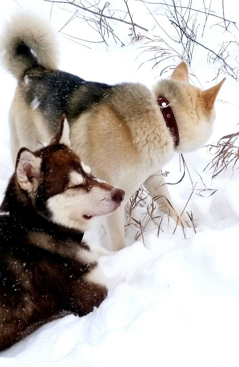 Lilu - Alaskan Malamute in our pack, part 1 - My, The photo, Dog, Alaskan Malamute, Laika, Winter, Snow, Story, Longpost