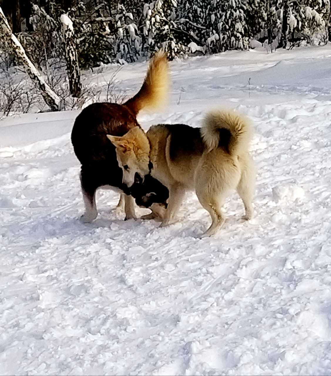 Lilu - Alaskan Malamute in our pack, part 1 - My, The photo, Dog, Alaskan Malamute, Laika, Winter, Snow, Story, Longpost