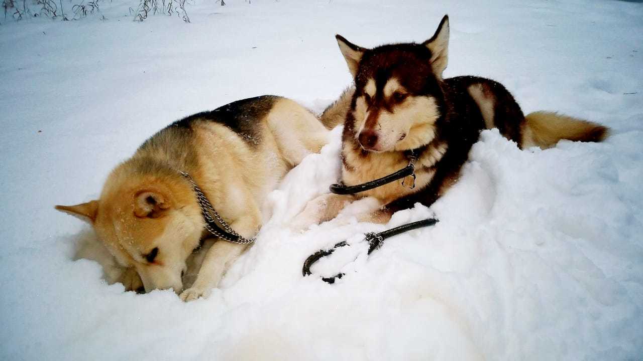 Lilu - Alaskan Malamute in our pack, part 1 - My, The photo, Dog, Alaskan Malamute, Laika, Winter, Snow, Story, Longpost