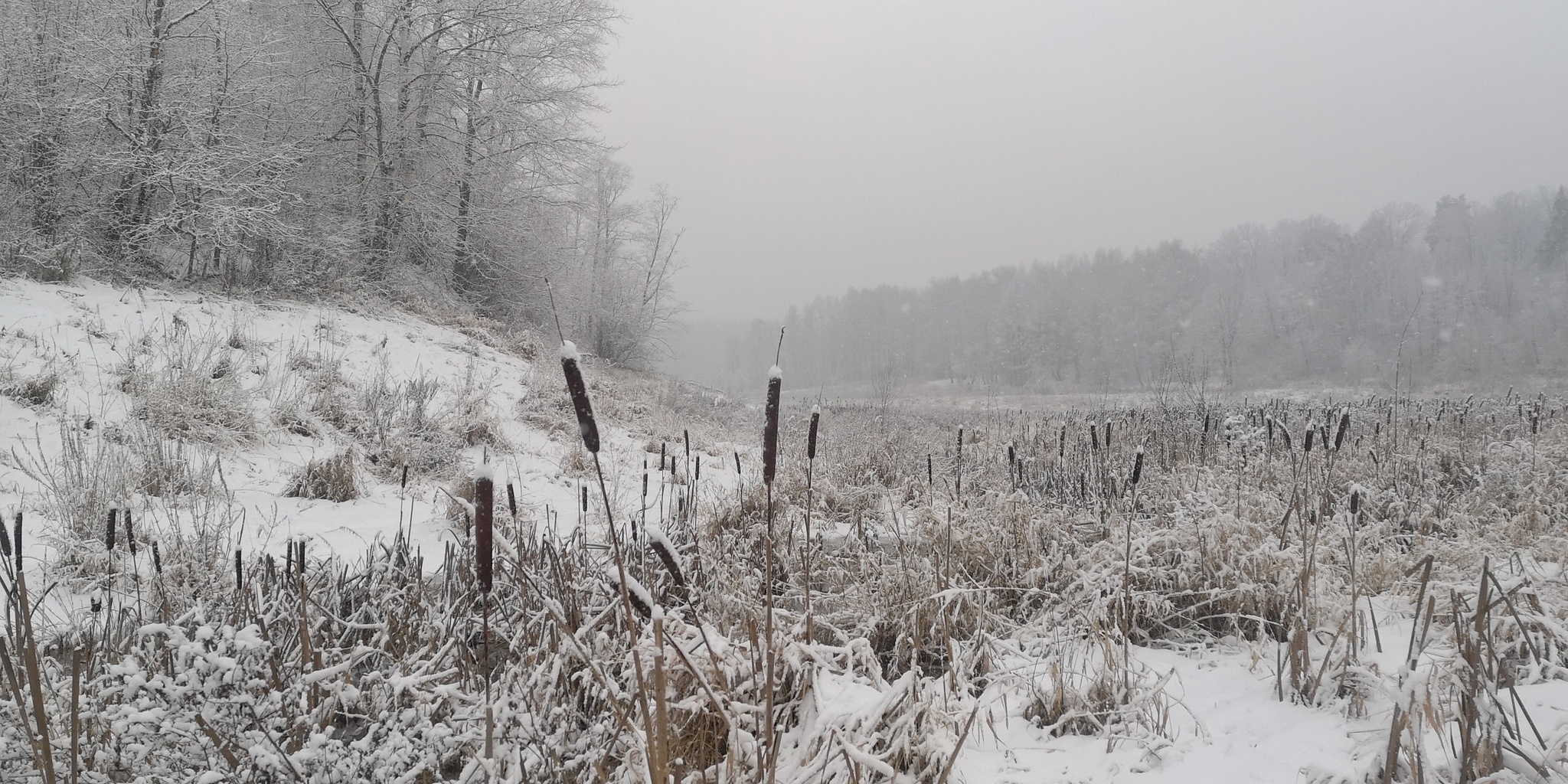 To Loughin Island. Photos from the bike ride - My, A bike, Forest, Snowfall, Longpost