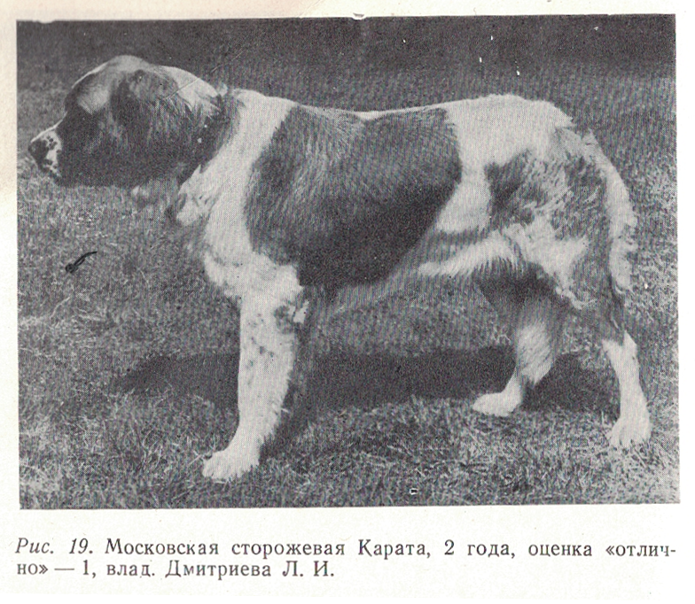 Soviet bred working dogs (1986) - Cynology, Dog, Old photo, Longpost